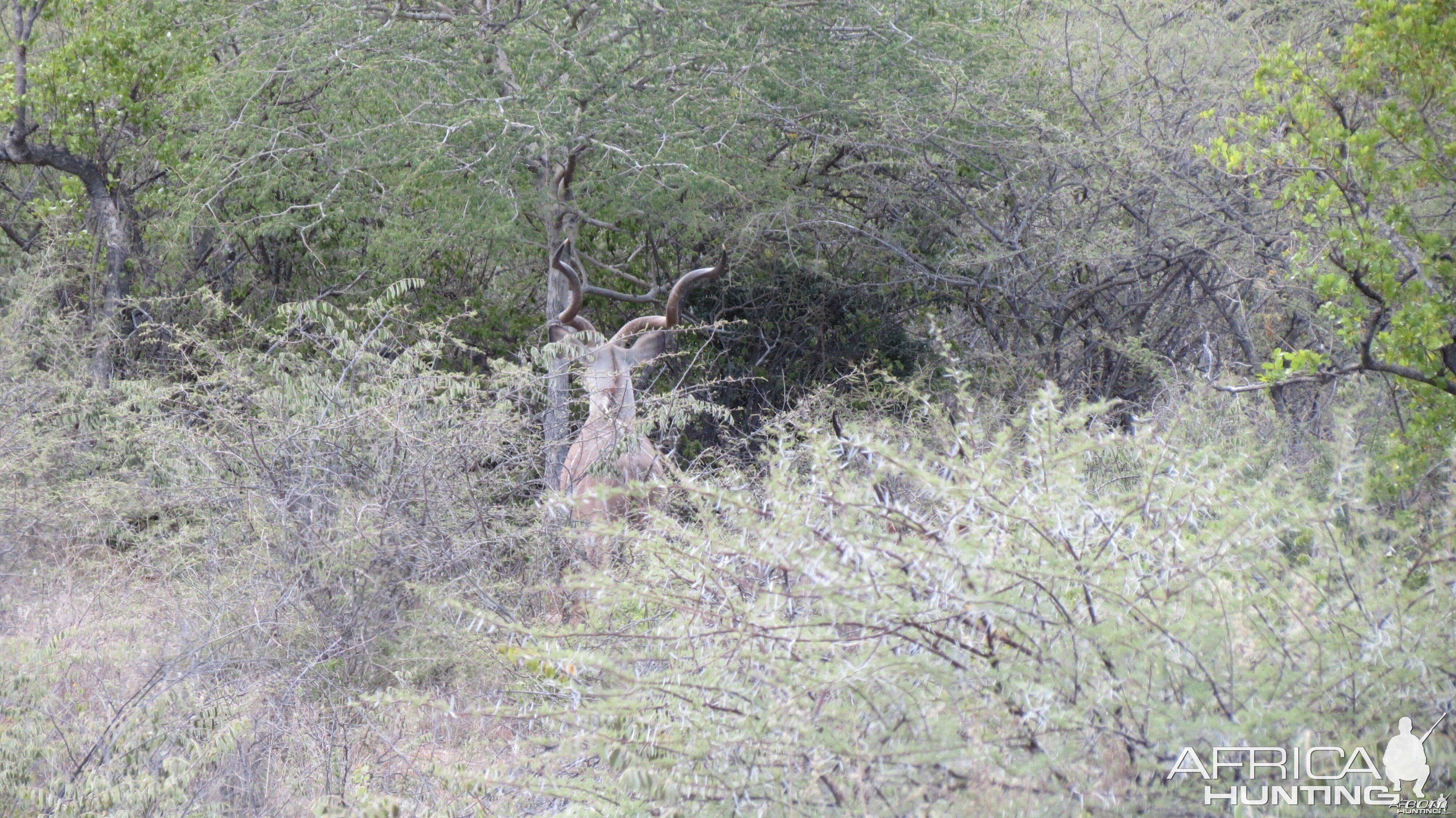 Greater Kudu Namibia