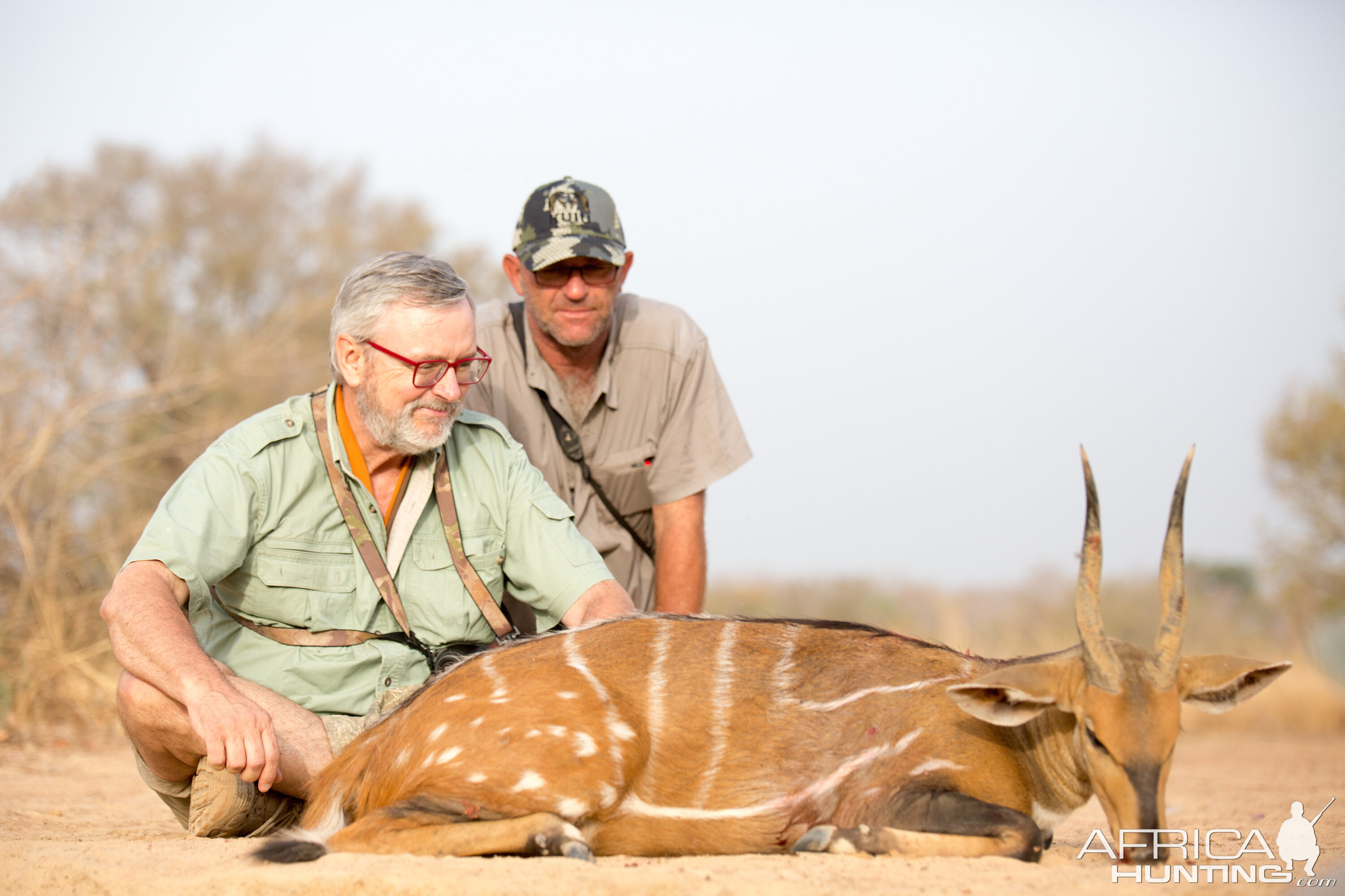 Harnessed Bushbuck Hunting Benin