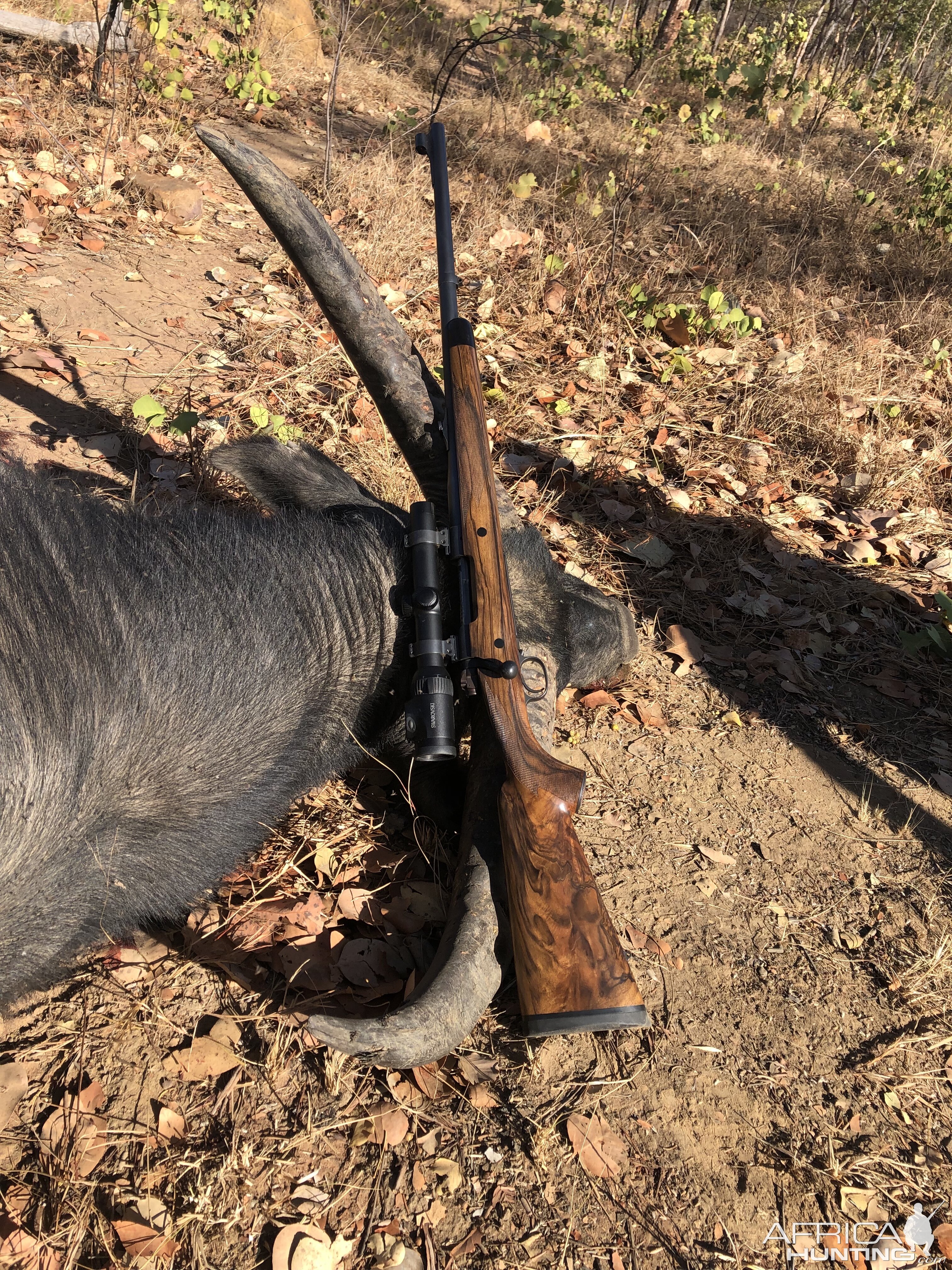Hunt Asiatic Water Buffalo