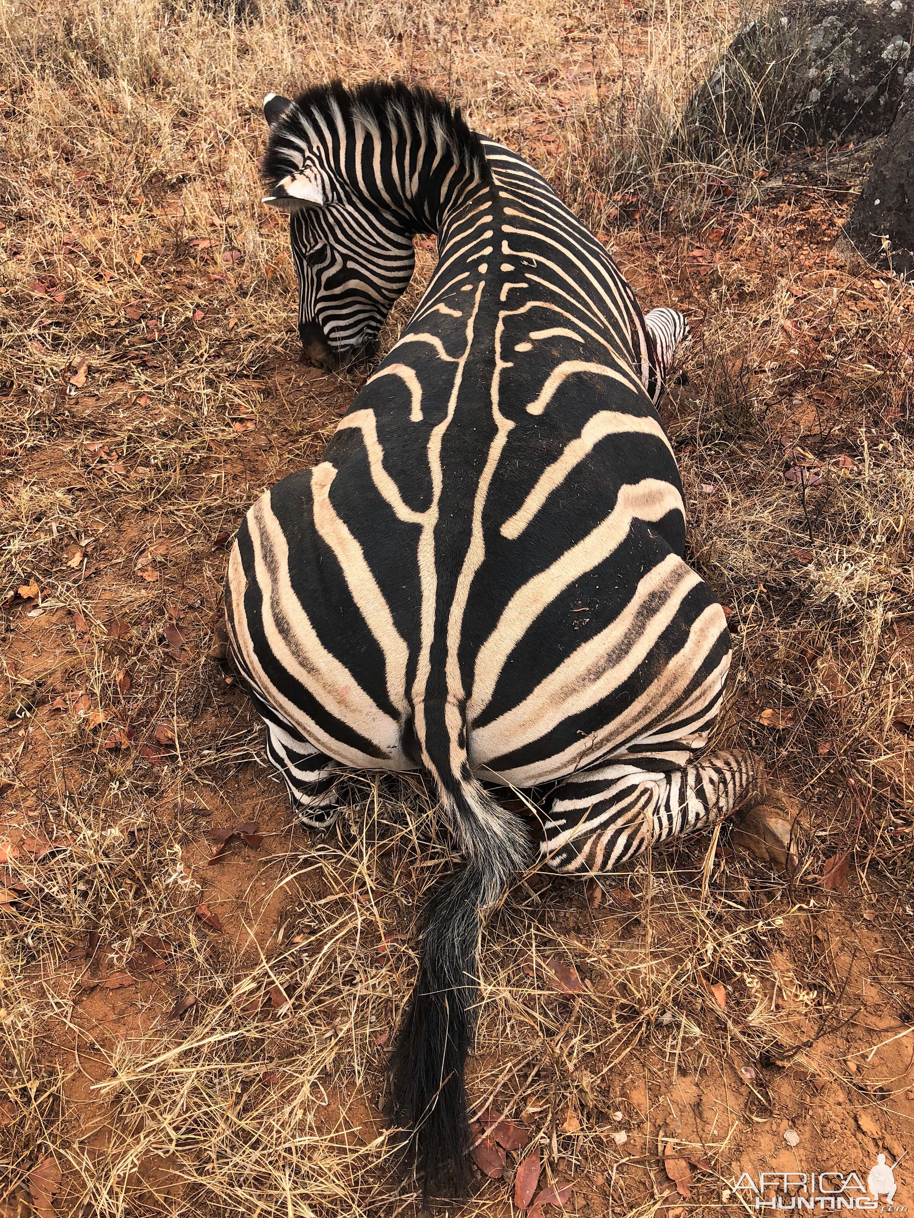 Hunt Burchell's Plain Zebra in Zimbabwe