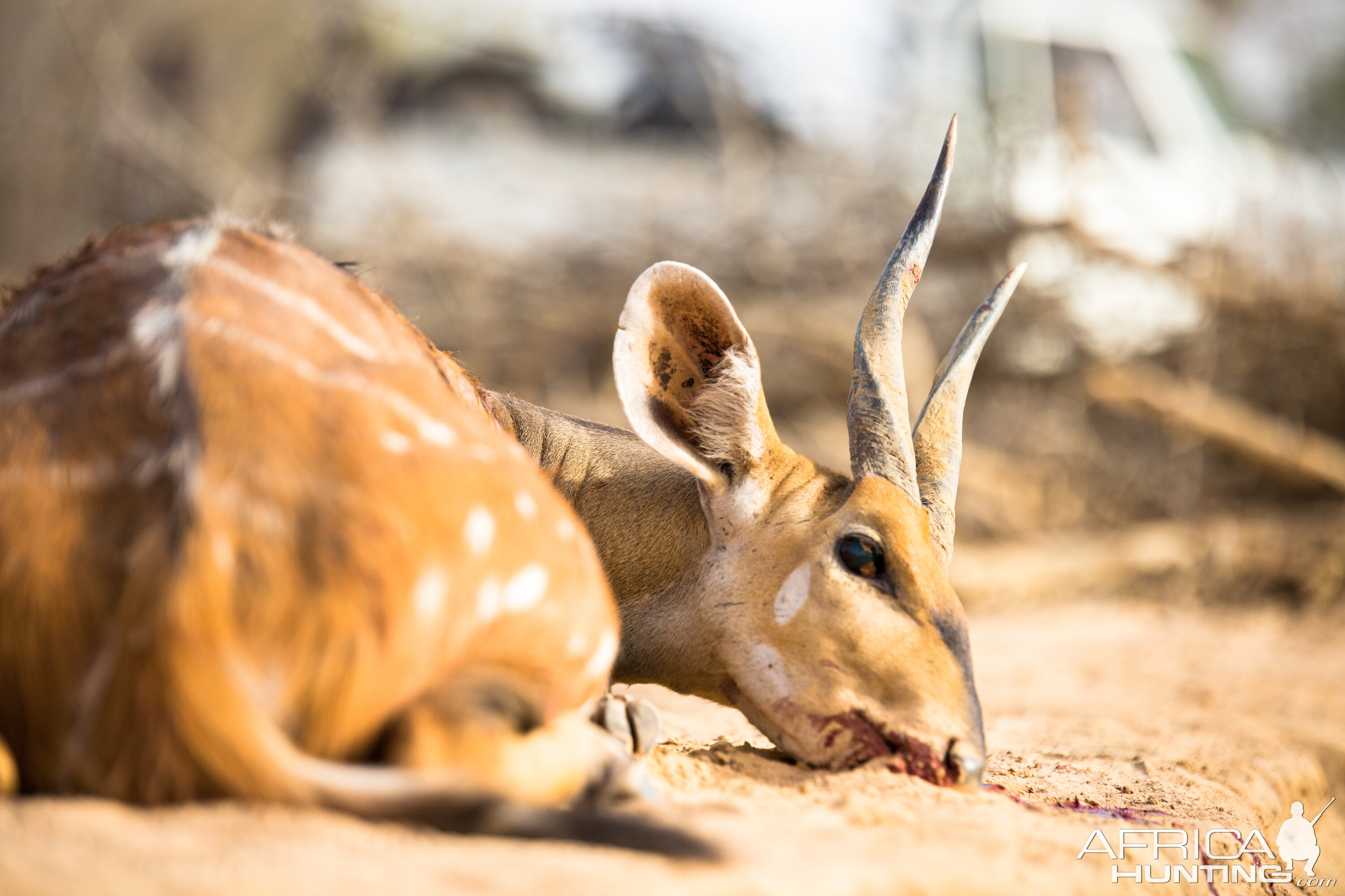 Hunt Harnessed Bushbuck Benin