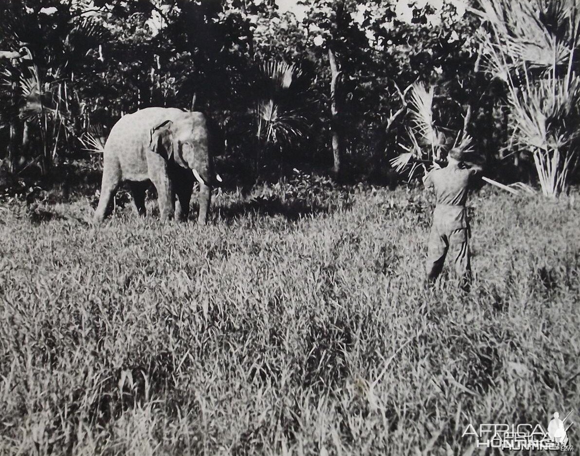 Hunting Elephant