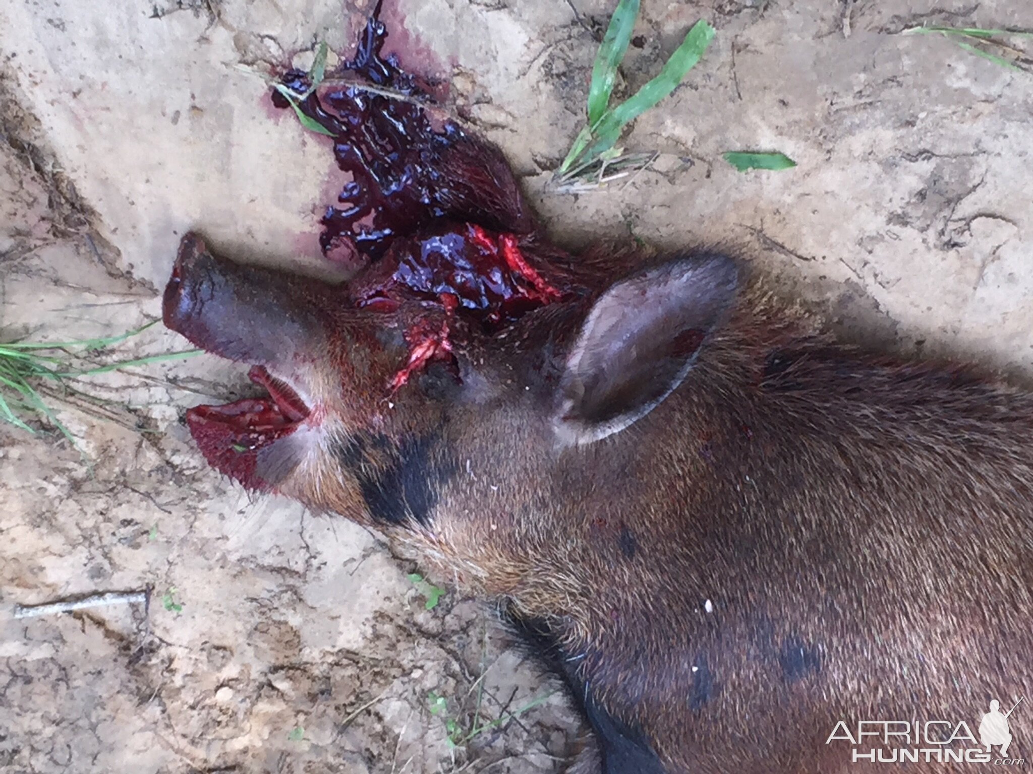 Hunting Hog
