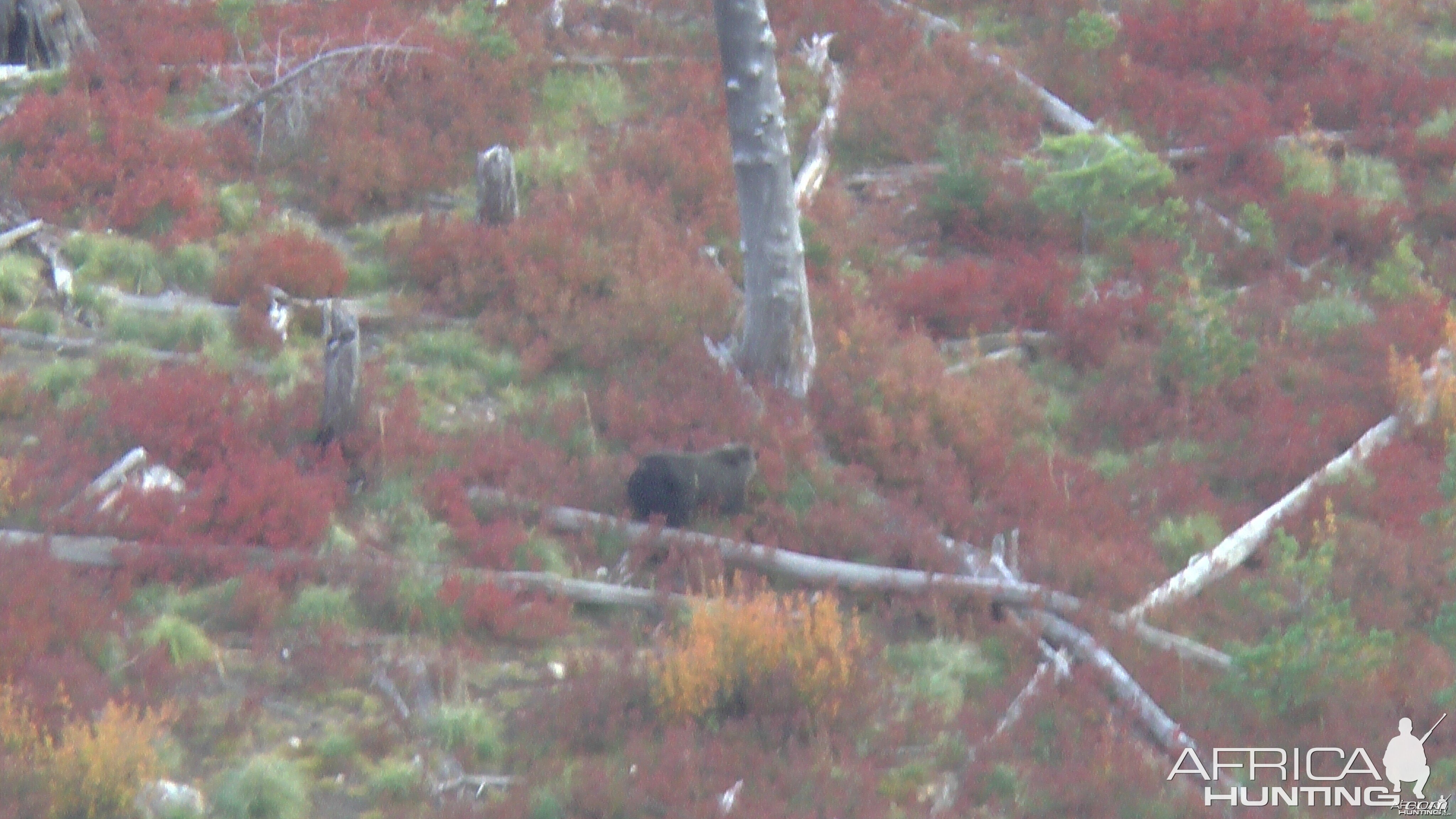 Idaho Grizzly Bear