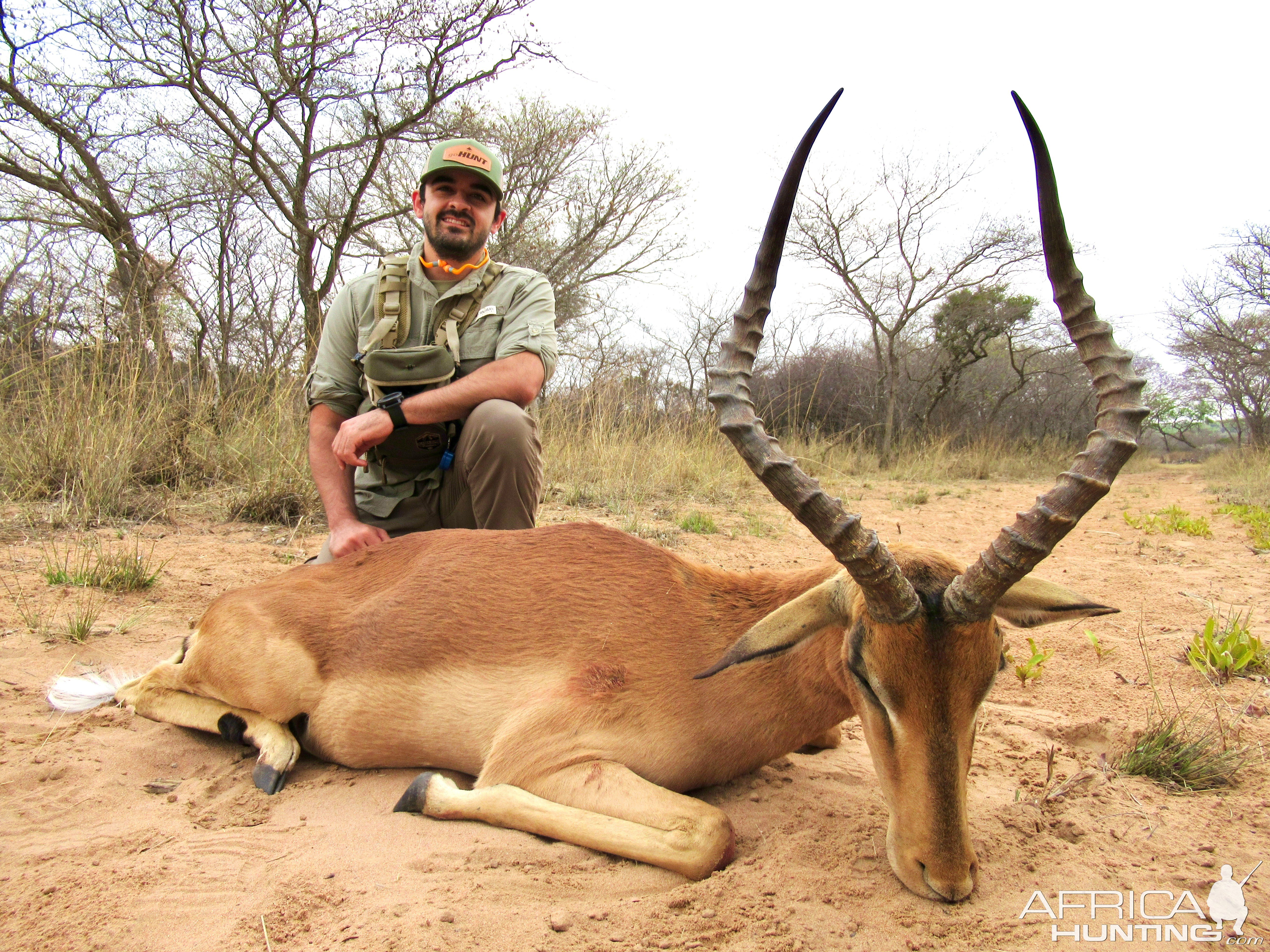 Impala