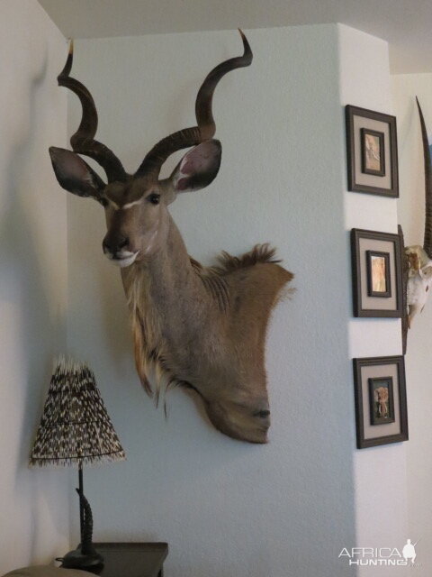 Kudu Shoulder Mount Taxidermy