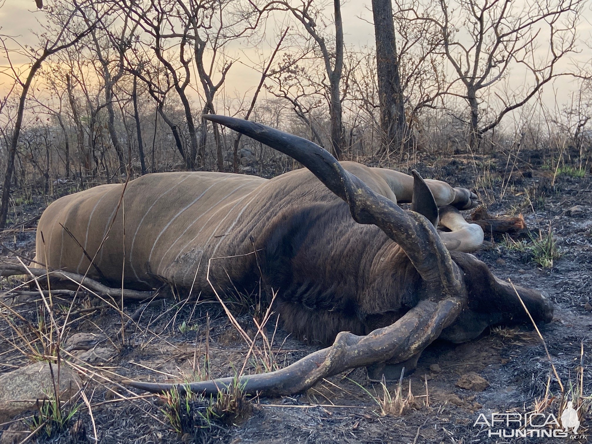 Lord Derby Eland Hunting