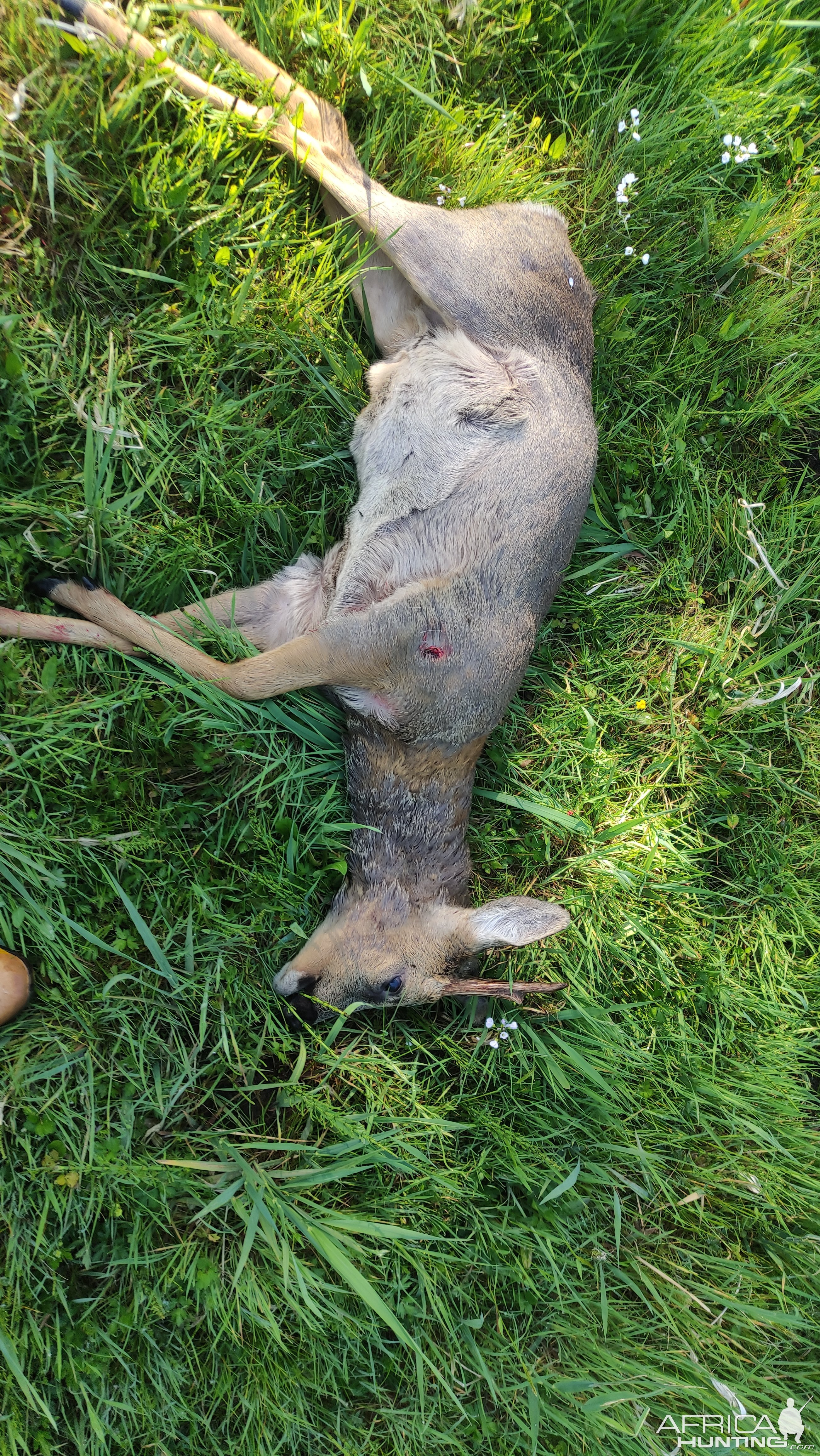 Management buck