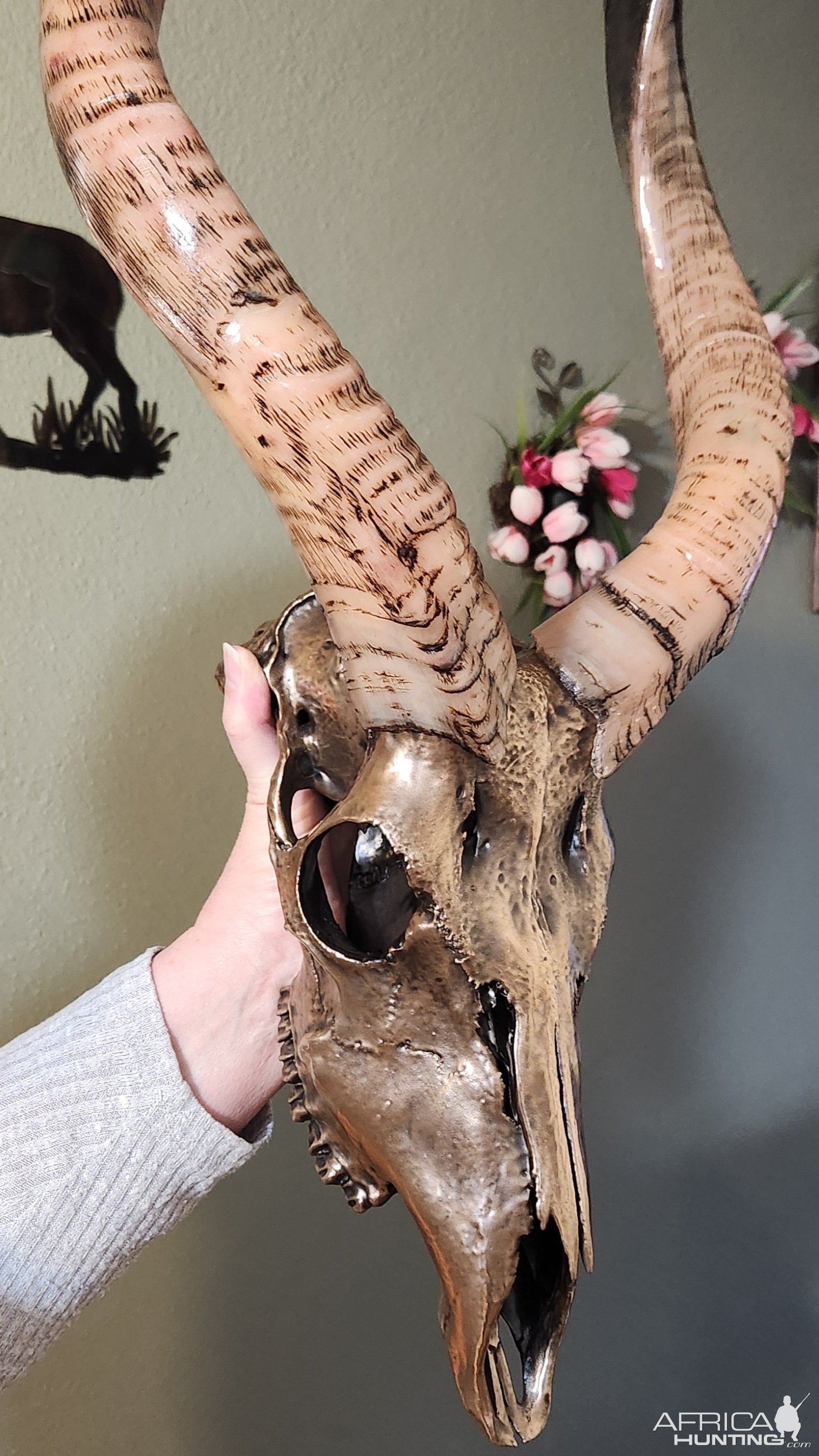 Metalized Nyala Skull Taxidermy