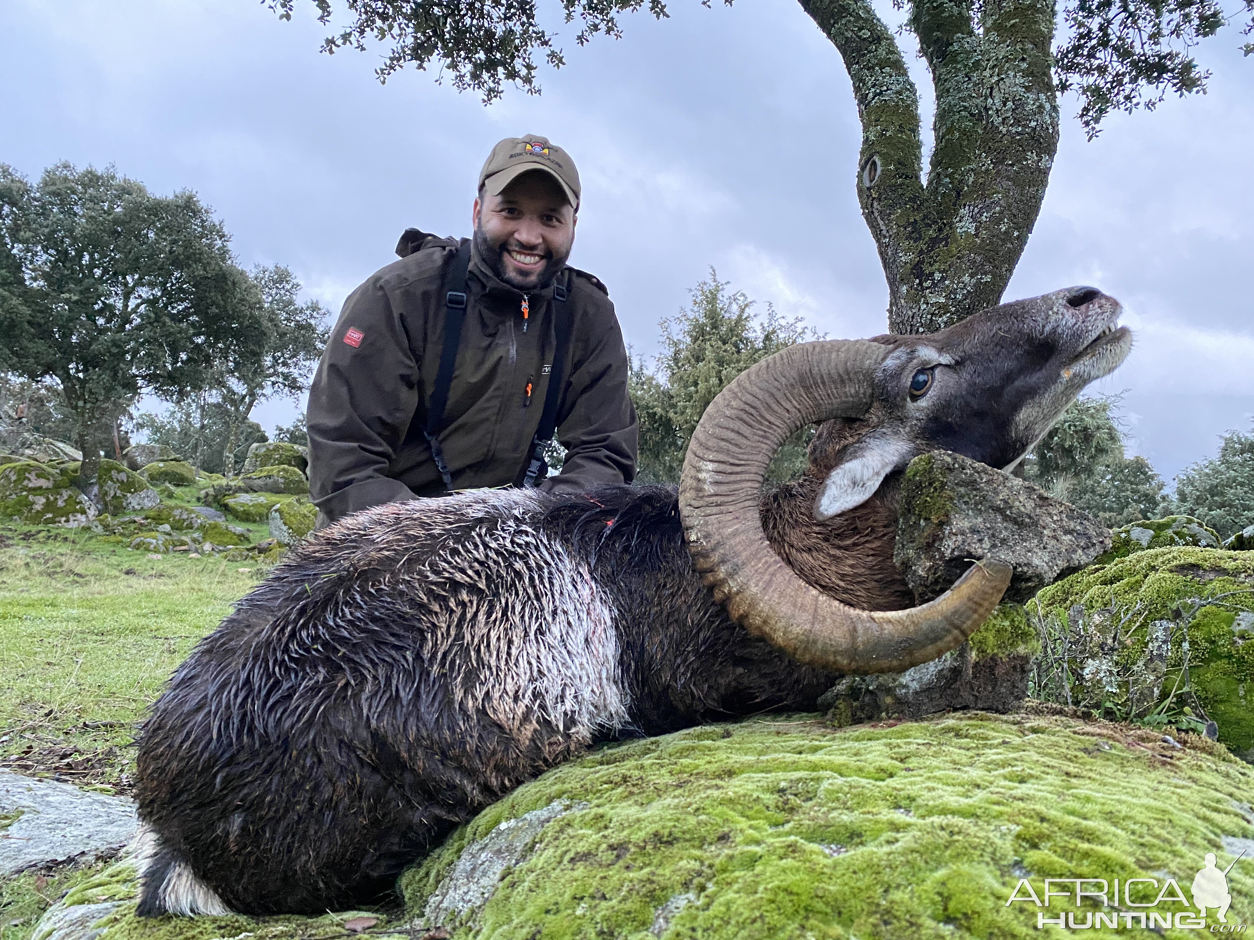 Mouflon Hunt in Spain