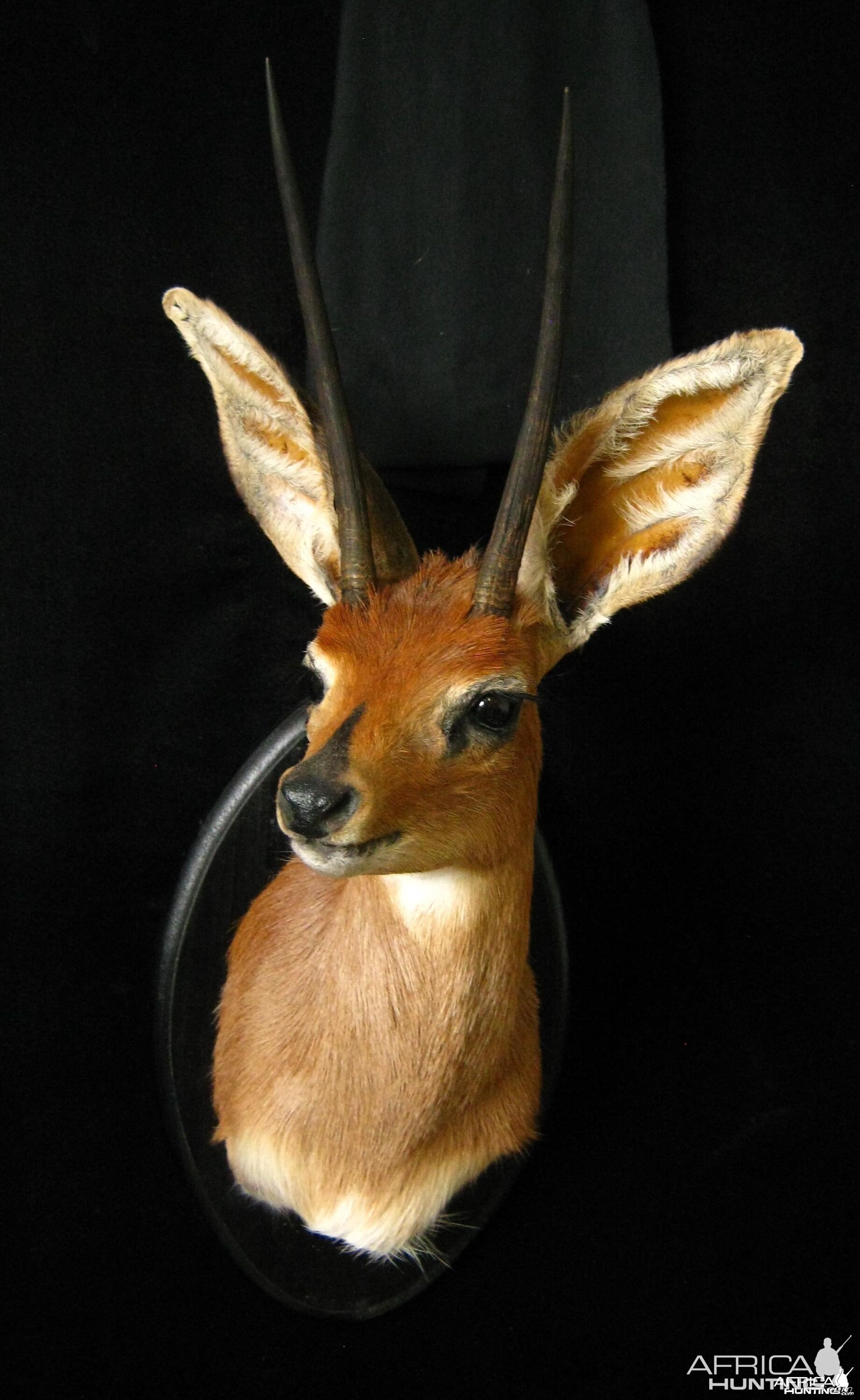 Number 2 Rowland Ward Steenbok