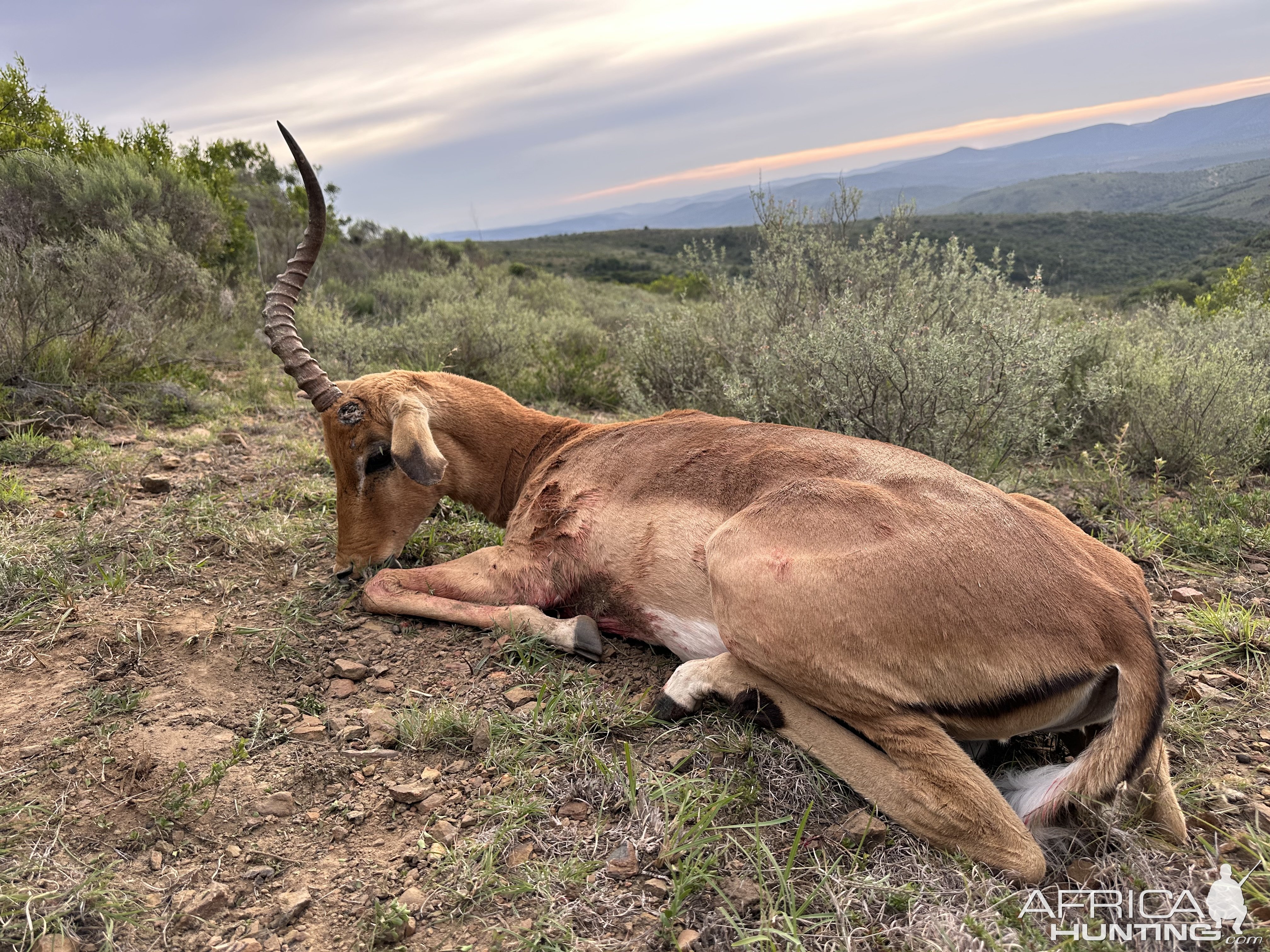 One Horned Impala Hunt South Africa