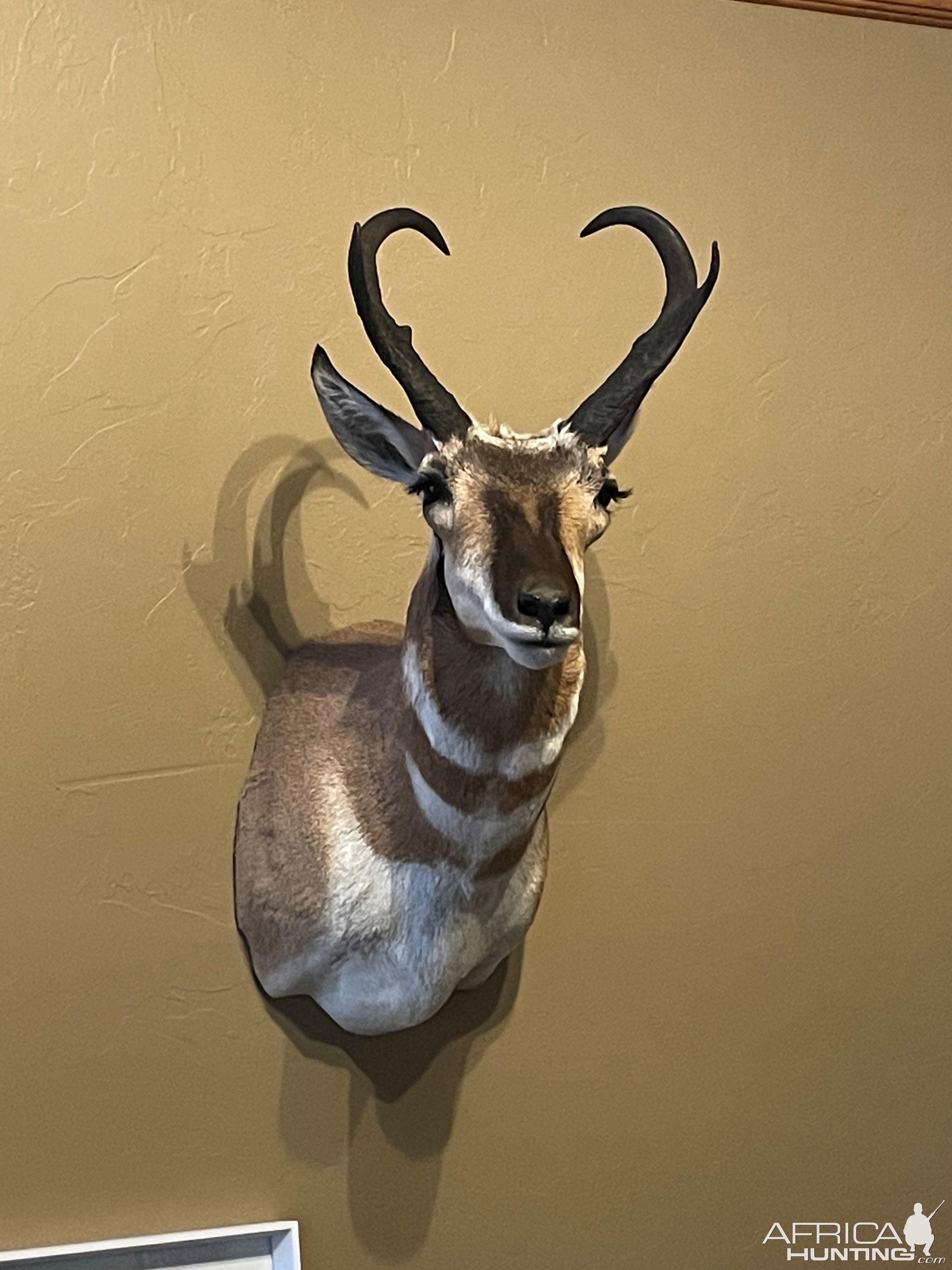 Pronghorn Shoulder Mount Taxidermy
