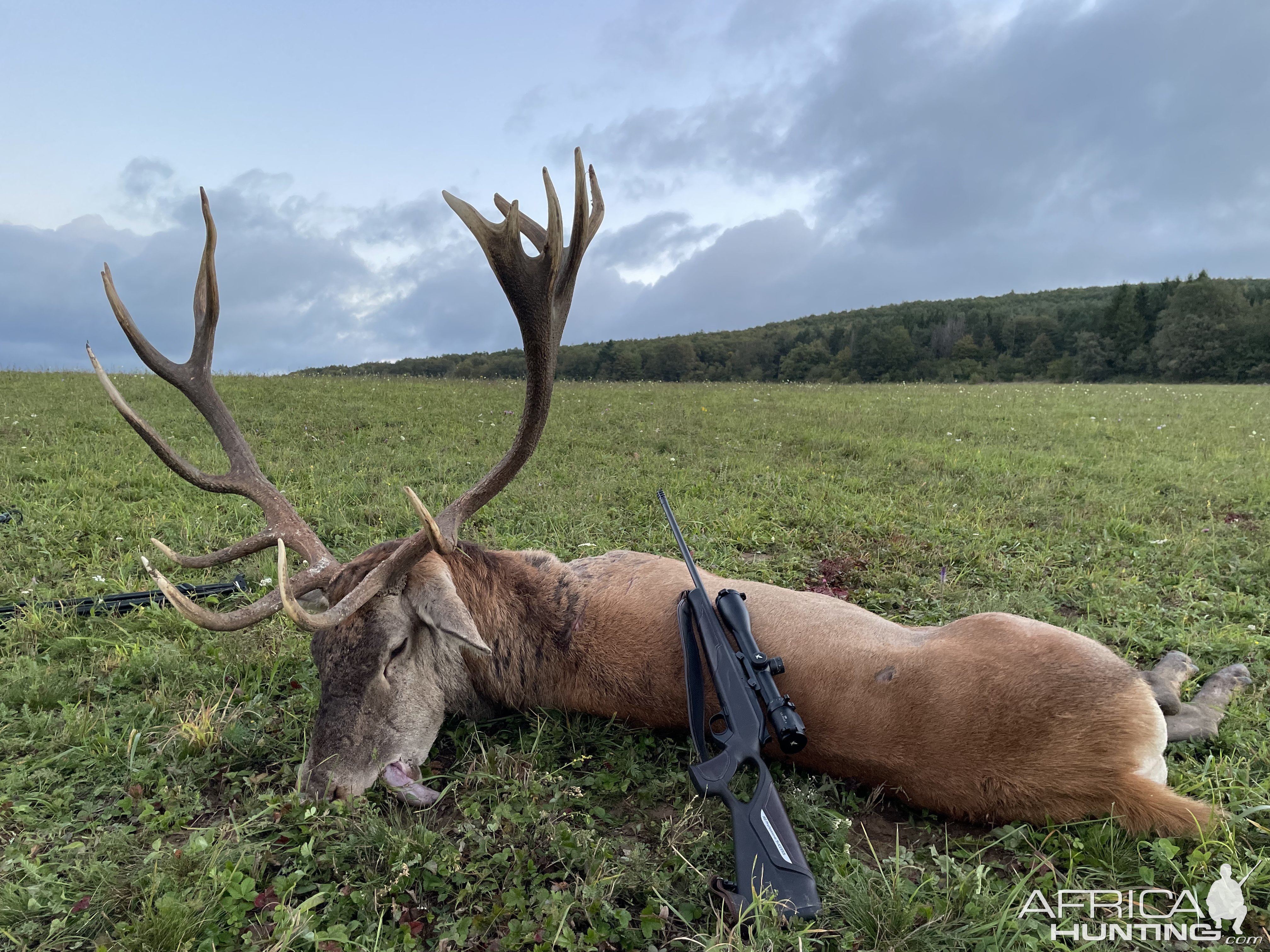Red Deer Hunt Romania