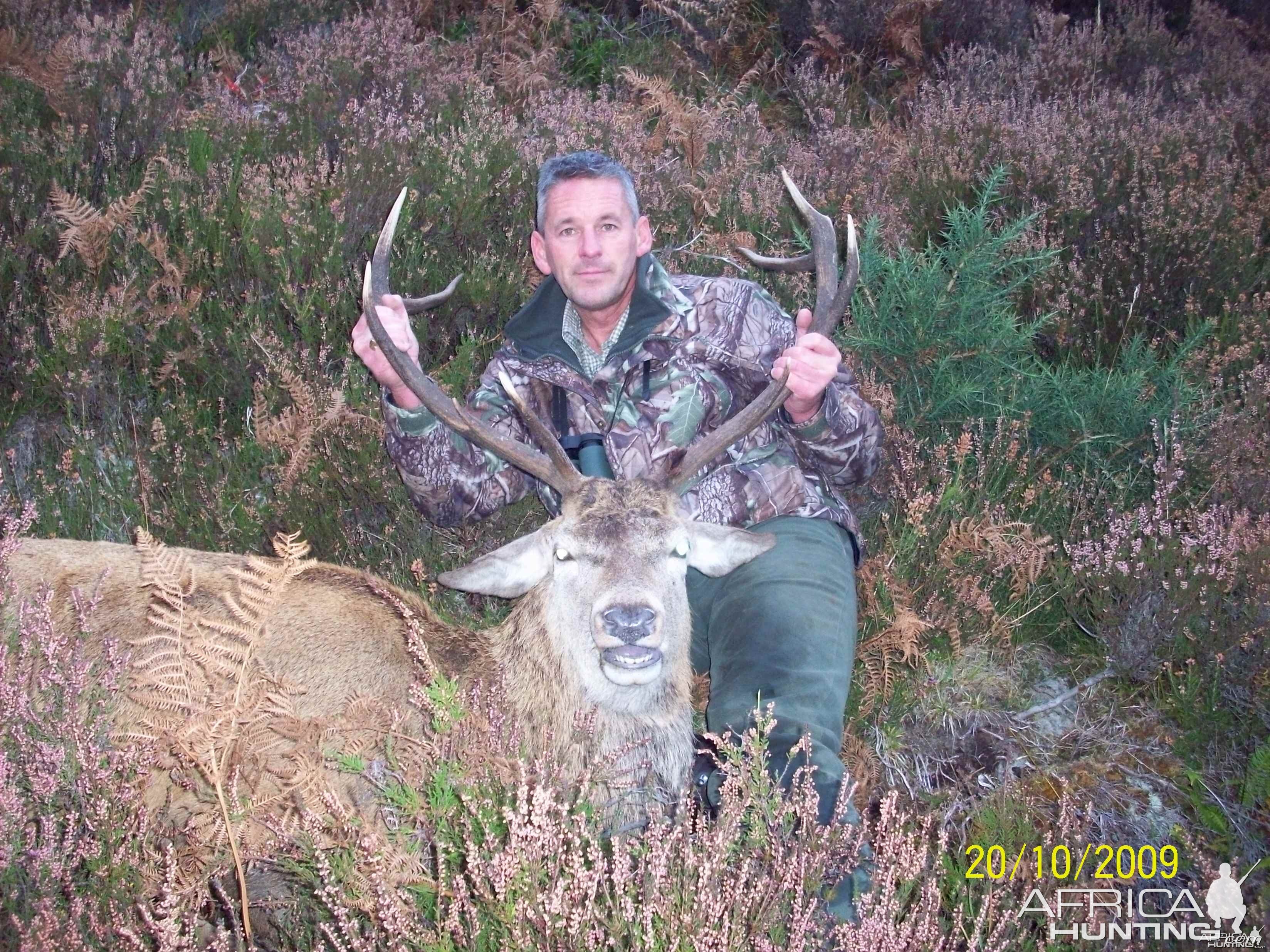 Red Stag - North Scotland