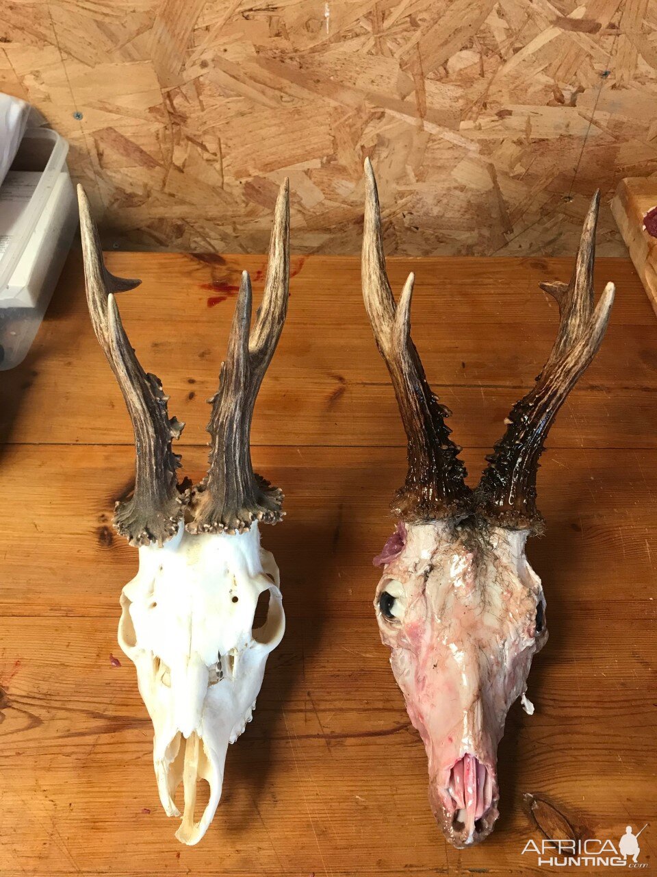 Roe Deer Skull Mounts
