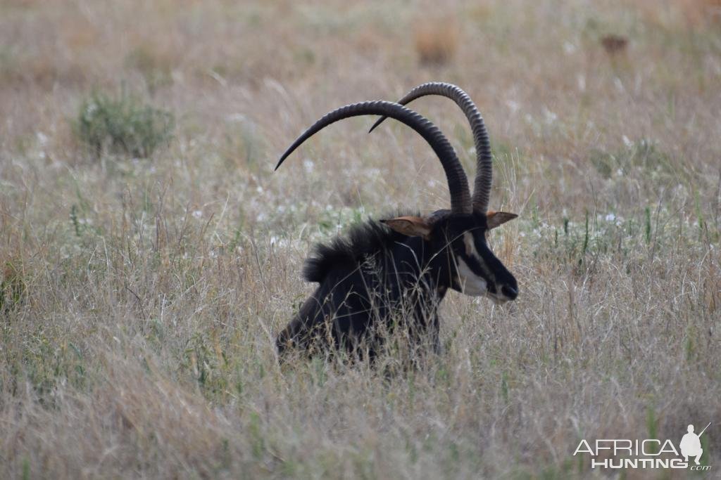 Sable South Africa