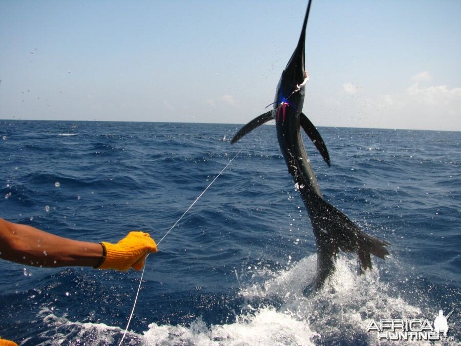 Sailfish