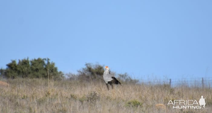 Secretarybird South Africa
