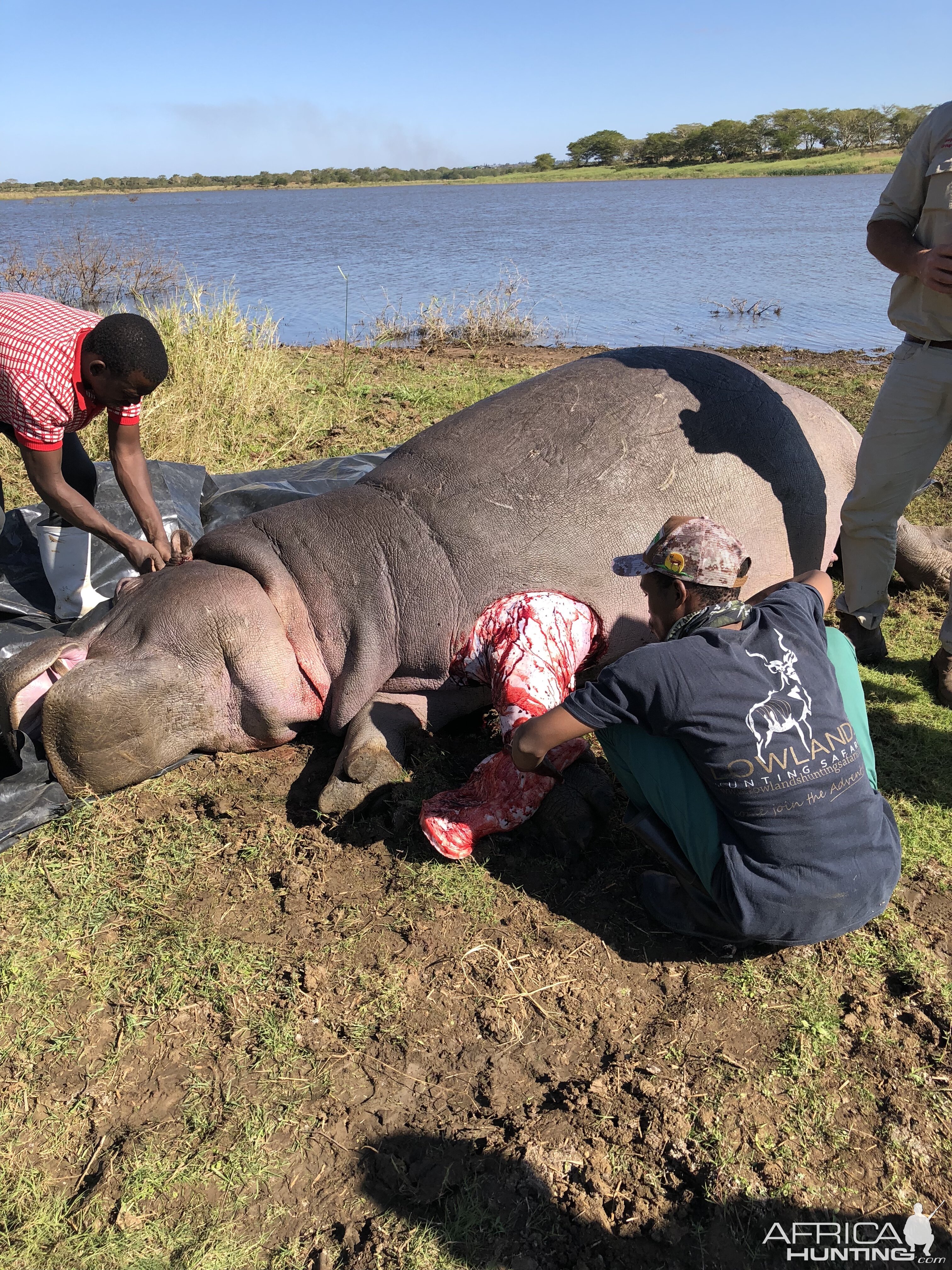 Skinning of Hippo South Africa