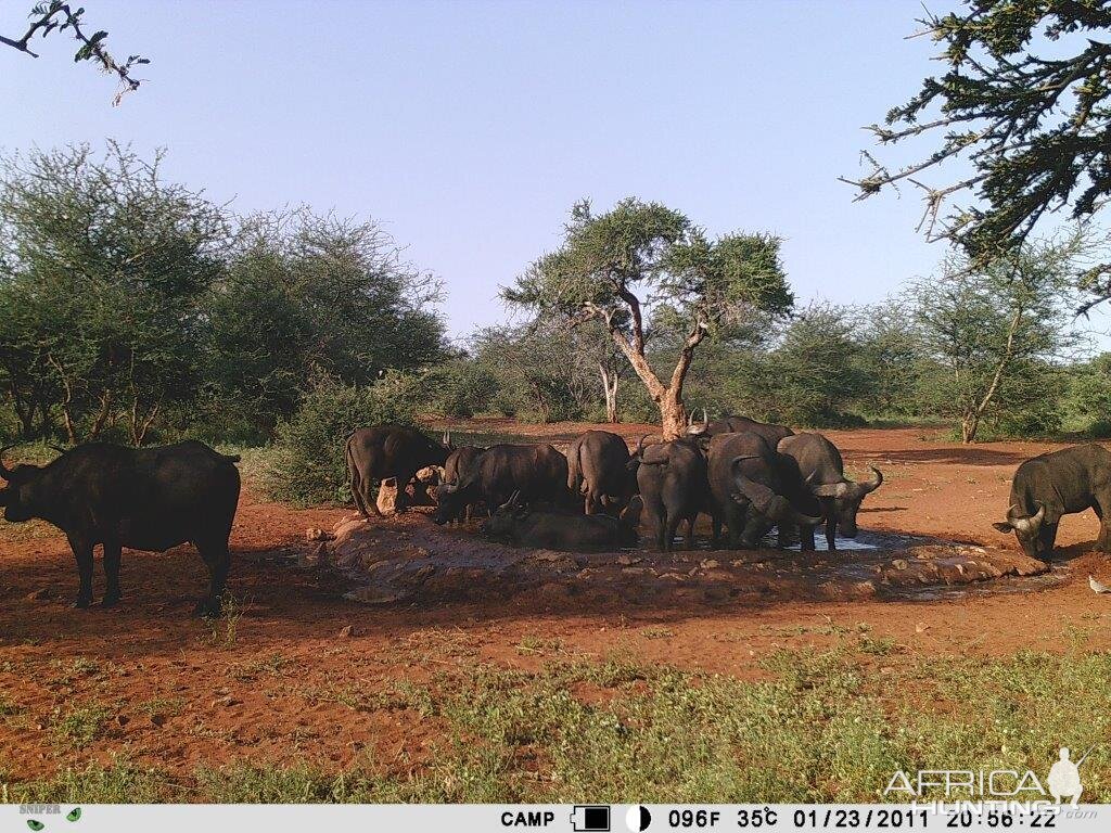 South Africa Trail Cam Pictures Cape Buffalo