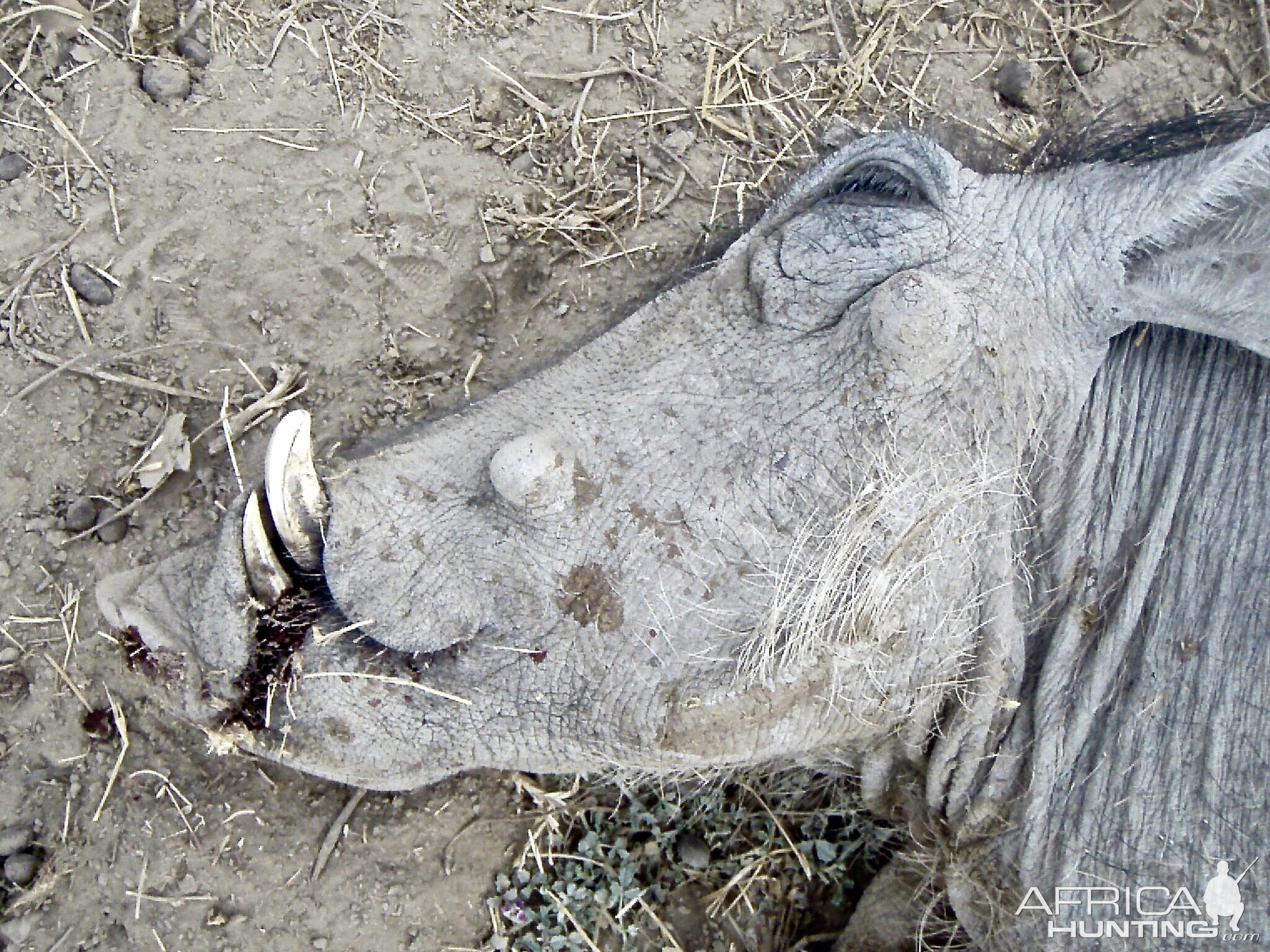 Warthog Hunt for Leopard Bait Namibia