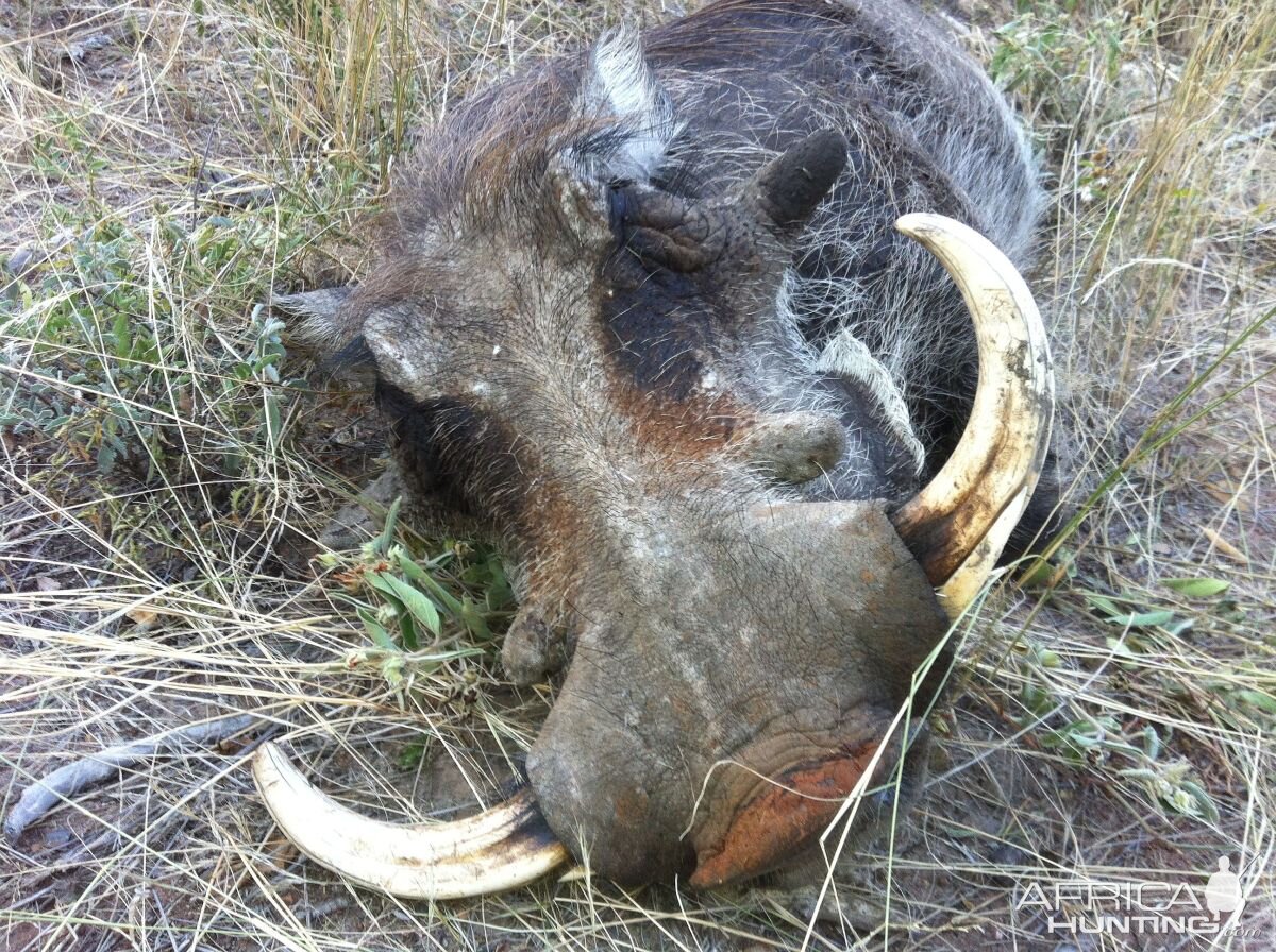 Warthog