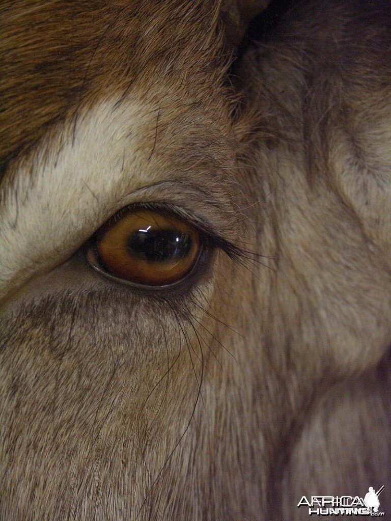 Waterbuck mount