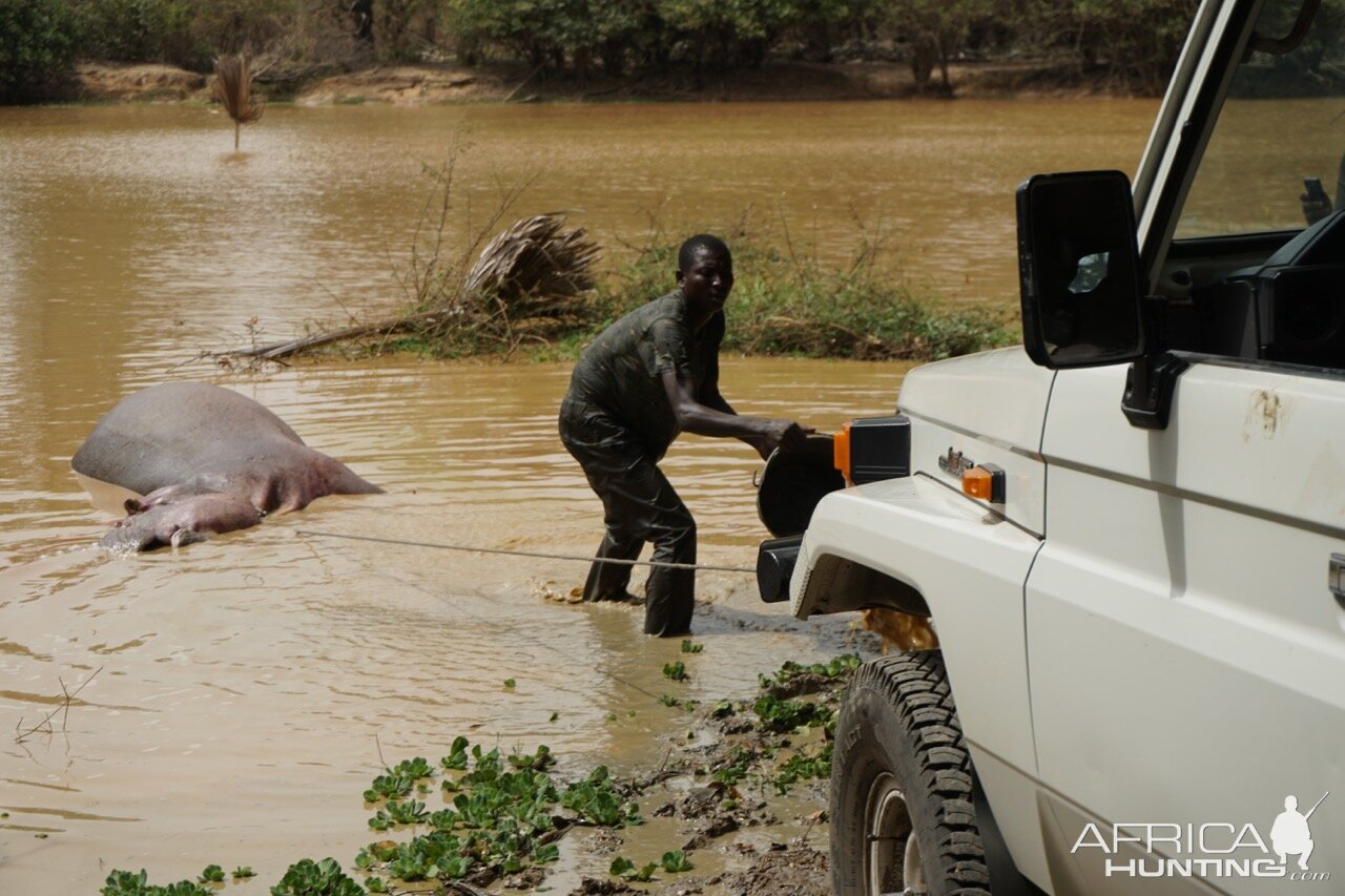 We've now attached a winch to the dead hippo, and are pulling him onshore