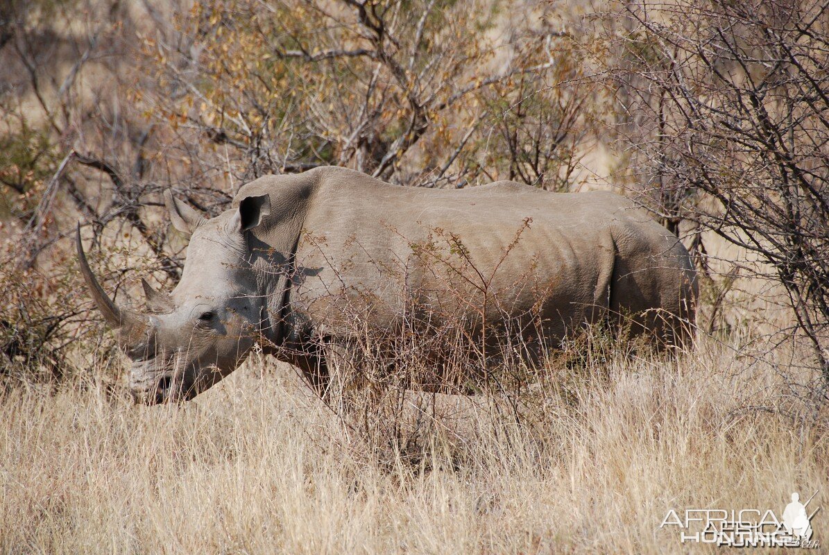 White Rhino in South Africa