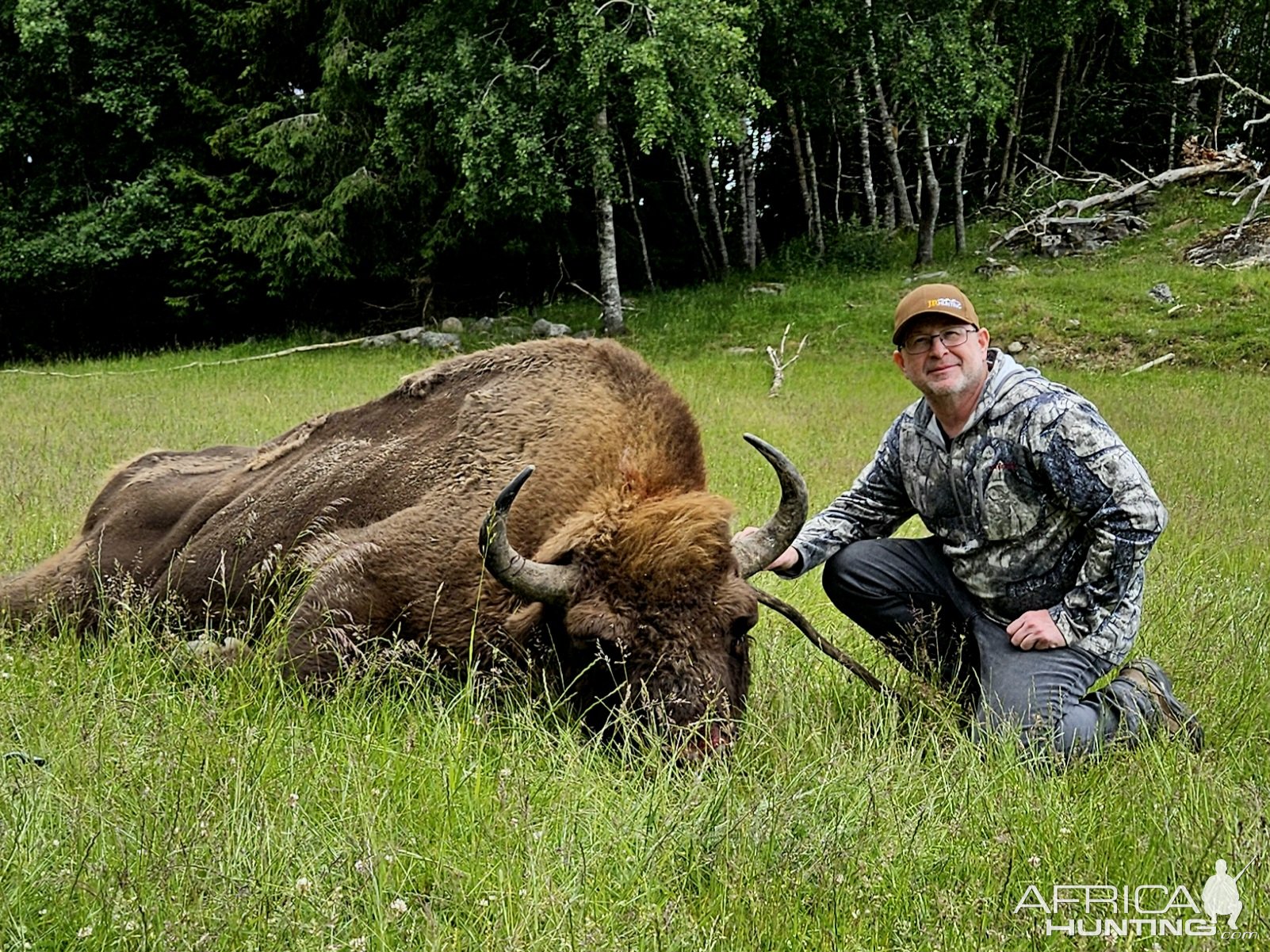 Wisent Hunt Sweden