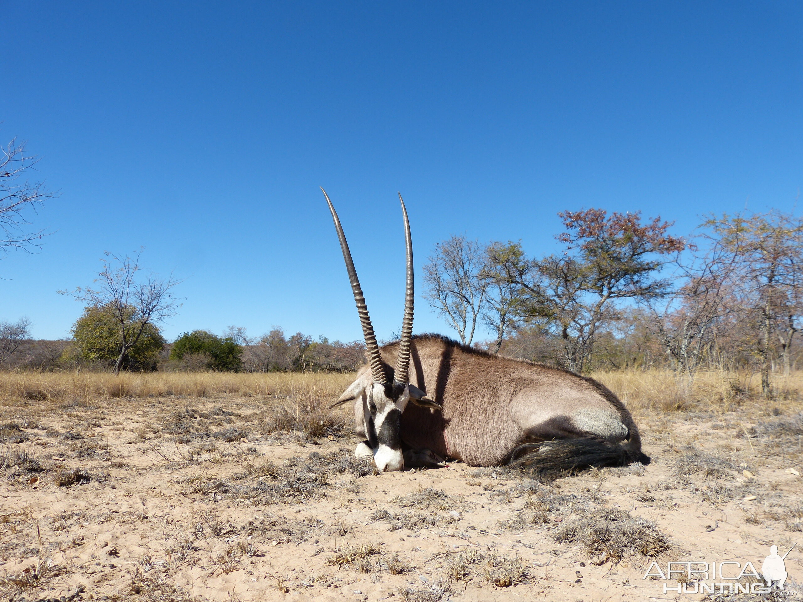 Witfontein 2019