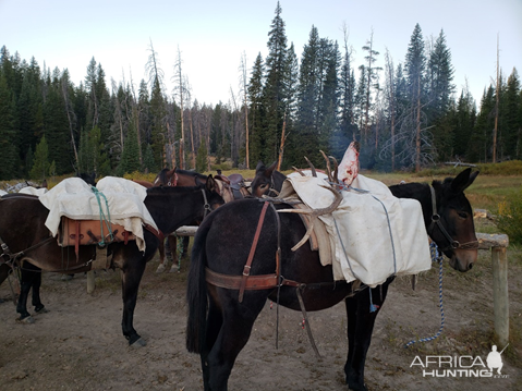 Wyoming Archery Elk Hunt 2018