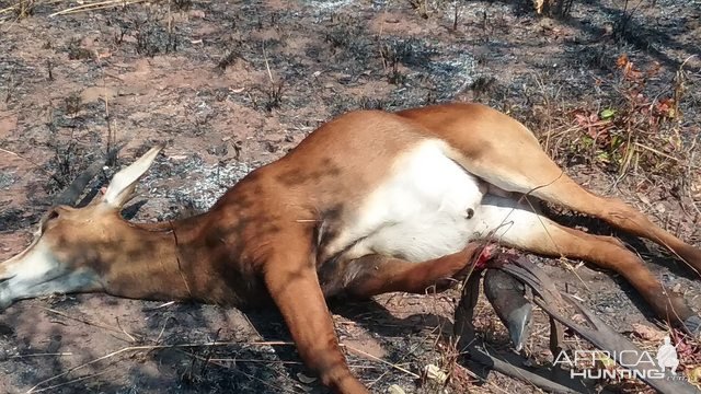 Young Sable Bull Hunting