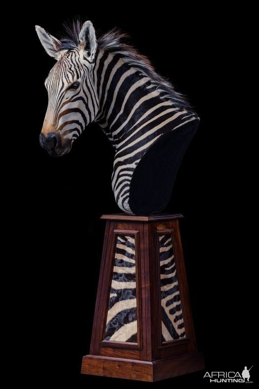 Zebra Pedestal Mount Taxidermy